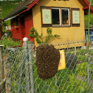 Schwarm auf Warnschild